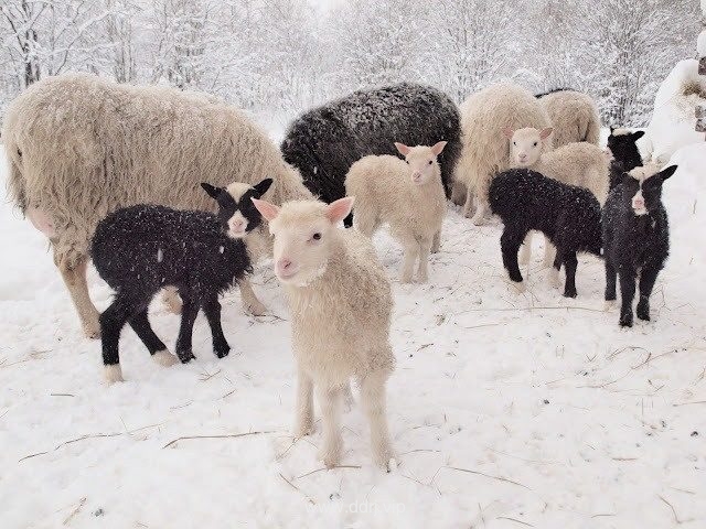 023-1-31，懂懂群聊天记录（4）"